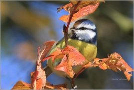 <p>SÝKORA MODŘINKA (Cyanistes caeruleus) /Eurasian blue tit - Blaumeise/</p>